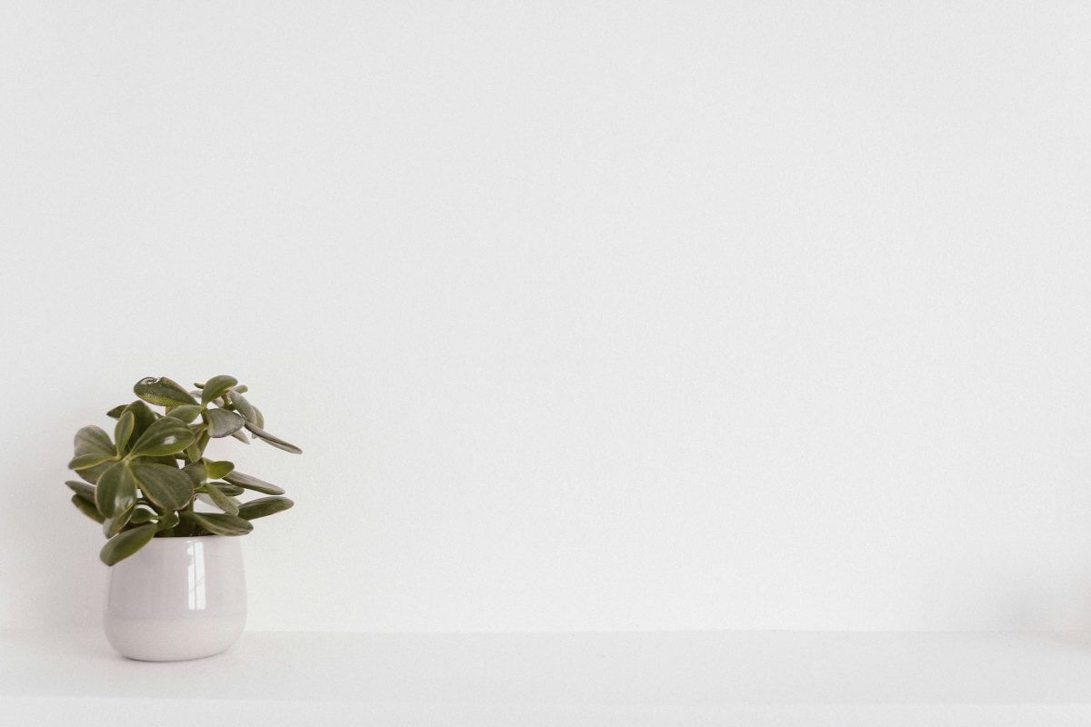 A small green potted plant in a white ceramic pot sits on a white surface against a plain white background, adding a touch of freshness to the workspace at Financial Planner Pinsker Wealth.
