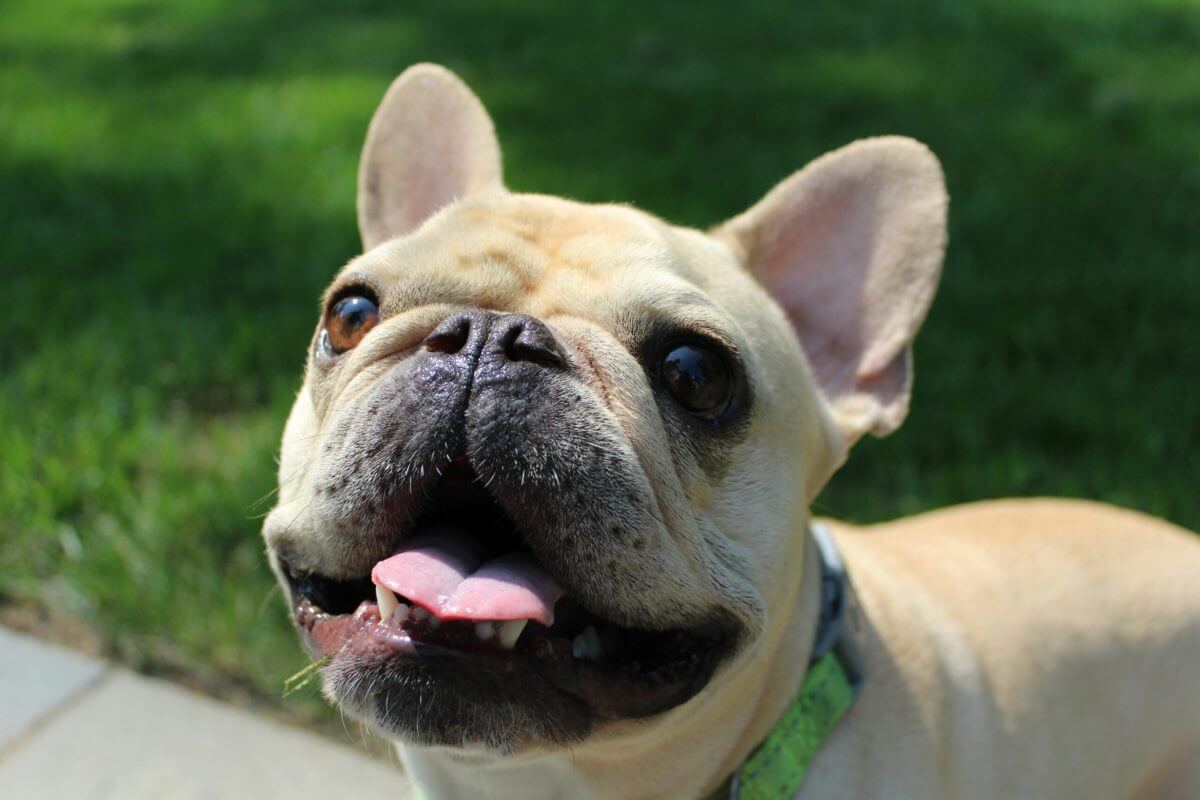Close-up of a light tan French Bulldog with its mouth open and tongue out, wearing a green Financial Planner Pinsker Wealth collar, outdoors on a sunny day with green grass in the background.